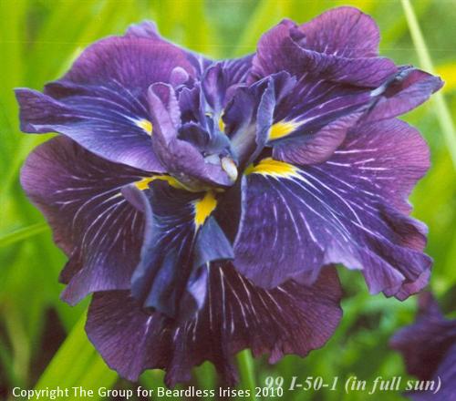 99 I- 50-1 (full sun )